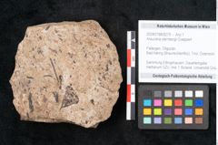 Foto (Objekt + Etikett) von Araucaria sternbergii Goeppert (NHMW-GEO-2024-0188-8279)